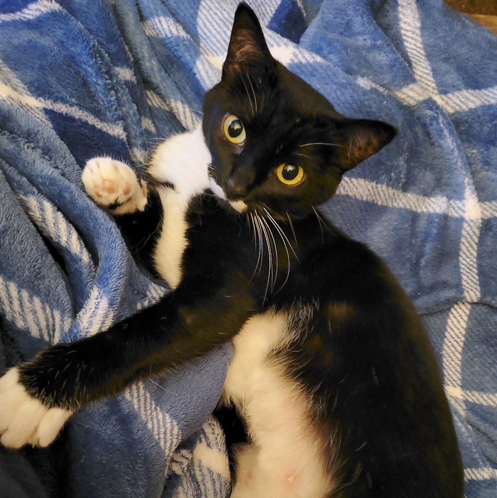 Meet your Posher, Jamie